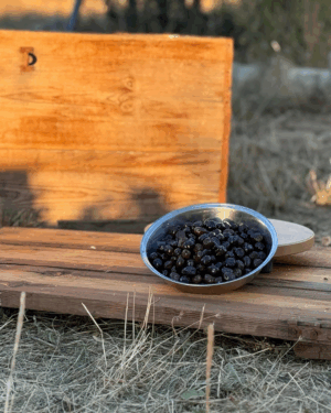 Siyah Zeytin